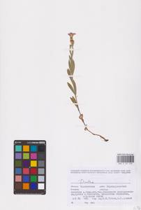 Dianthus, Eastern Europe, Eastern region (E10) (Russia)