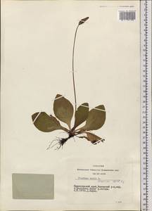 Plantago media L., Siberia, Central Siberia (S3) (Russia)