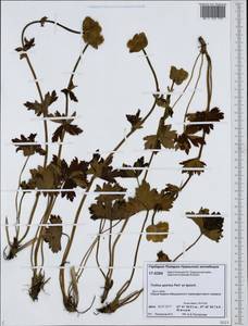 Trollius apertus Perfil. ex Igoschina, Siberia, Western Siberia (S1) (Russia)