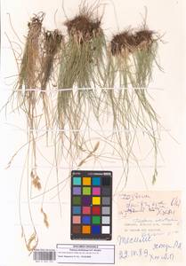 Festuca artvinensis Markgr.-Dann., Caucasus, Georgia (K4) (Georgia)