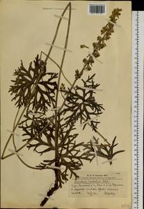 Aconitum barbatum Patrin ex Pers., Siberia, Altai & Sayany Mountains (S2) (Russia)