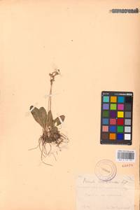 Primula fedtschenkoi Regel, Middle Asia, Pamir & Pamiro-Alai (M2) (Uzbekistan)