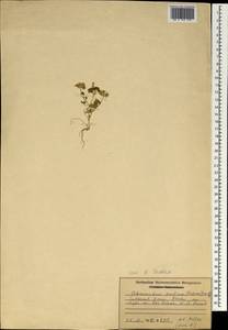 Adenosciadium arabicum (T. Anders.) H. Wolff, South Asia, South Asia (Asia outside ex-Soviet states and Mongolia) (ASIA) (Oman)