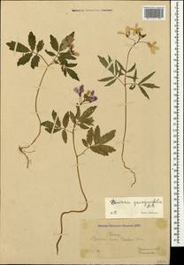 Cardamine quinquefolia (M.Bieb.) Schmalh., Crimea (KRYM) (Russia)