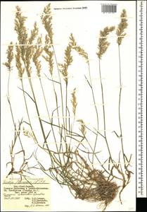 Trisetum flavescens (L.) P.Beauv., Caucasus, Dagestan (K2) (Russia)