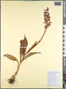 Anacamptis morio subsp. caucasica (K.Koch) H.Kretzschmar, Eccarius & H.Dietr., Caucasus, Black Sea Shore (from Novorossiysk to Adler) (K3) (Russia)
