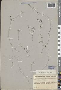 Galium trifidum L., Siberia, Baikal & Transbaikal region (S4) (Russia)