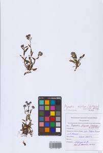 Myosotis asiatica (Vestergr. ex Hultén) Schischk. & Serg., Eastern Europe, Northern region (E1) (Russia)
