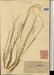 Stipa pennata L., Caucasus, Armenia (K5) (Armenia)