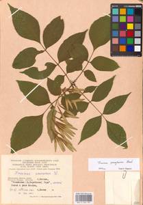 Fraxinus pennsylvanica Marshall, Eastern Europe, Moscow region (E4a) (Russia)