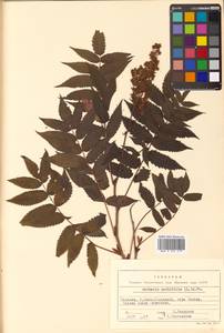 Sorbaria sorbifolia (L.) A. Braun, Siberia, Russian Far East (S6) (Russia)