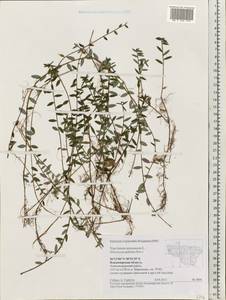 Vaccinium oxycoccos L., Eastern Europe, Central region (E4) (Russia)