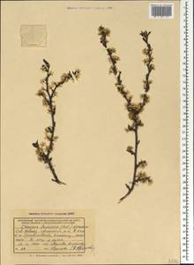 Prunus fruticosa Pall., Caucasus, Black Sea Shore (from Novorossiysk to Adler) (K3) (Russia)