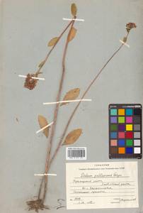 Hylotelephium pallescens (Freyn) H. Ohba, Siberia, Russian Far East (S6) (Russia)