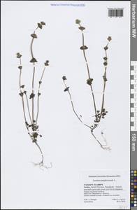 Lamium amplexicaule L., South Asia, South Asia (Asia outside ex-Soviet states and Mongolia) (ASIA) (Turkey)