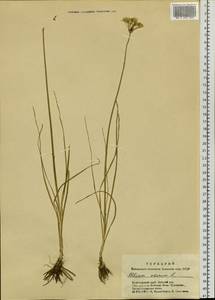 Allium ramosum L., Siberia, Altai & Sayany Mountains (S2) (Russia)