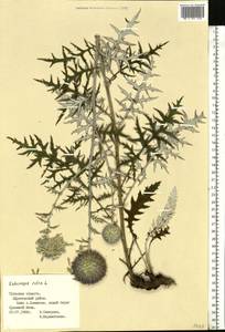 Echinops ritro subsp. ruthenicus (M. Bieb.) Nyman, Eastern Europe, Central region (E4) (Russia)