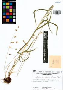 Melica turczaninowiana Ohwi, Siberia, Baikal & Transbaikal region (S4) (Russia)