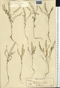 Lepidium ruderale L., Eastern Europe, Moscow region (E4a) (Russia)