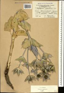 Eryngium giganteum M. Bieb., Caucasus, South Ossetia (K4b) (South Ossetia)