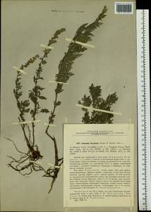 Artemisia freyniana (Pamp.) Krasch., Siberia, Baikal & Transbaikal region (S4) (Russia)