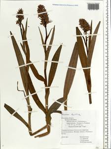 Dactylorhiza majalis subsp. baltica (Klinge) H.Sund., Eastern Europe, Central region (E4) (Russia)