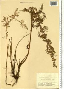 Artemisia macrantha Ledeb., Siberia, Altai & Sayany Mountains (S2) (Russia)