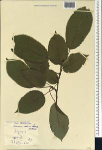 Prunus avium (L.) L., Caucasus, Georgia (K4) (Georgia)