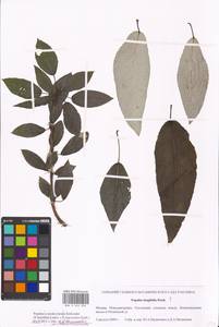 Populus ×moscoviensis Schröd., Eastern Europe, Moscow region (E4a) (Russia)