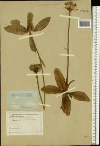 Trommsdorffia maculata (L.) Bernh., Eastern Europe, North-Western region (E2) (Russia)