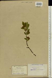 Prunus cerasus subsp. cerasus, Eastern Europe, Northern region (E1) (Russia)