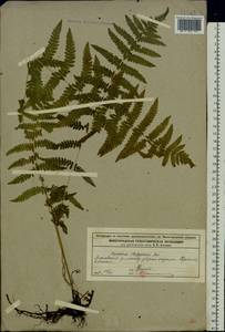 Thelypteris palustris Schott, Eastern Europe, Volga-Kama region (E7) (Russia)