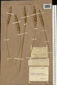 Triticum aestivum L., Eastern Europe, Rostov Oblast (E12a) (Russia)