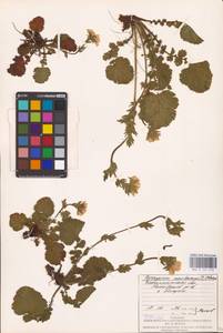 Geum montanum L., Eastern Europe, West Ukrainian region (E13) (Ukraine)