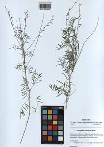 KUZ 000 636, Astragalus austriacus Jacq., Siberia, Altai & Sayany Mountains (S2) (Russia)