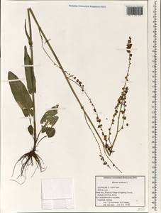 Rumex acetosa L., South Asia, South Asia (Asia outside ex-Soviet states and Mongolia) (ASIA) (China)