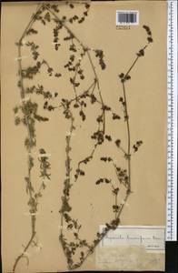 Galium humifusum M.Bieb., Middle Asia, Muyunkumy, Balkhash & Betpak-Dala (M9) (Kazakhstan)