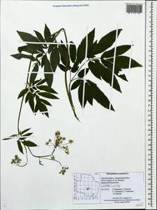 Chaerophyllum aromaticum L., Eastern Europe, North-Western region (E2) (Russia)