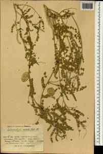 Sphaerophysa salsula (Pall.)DC., South Asia, South Asia (Asia outside ex-Soviet states and Mongolia) (ASIA) (China)