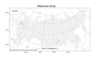 Viburnum tinus L., Atlas of the Russian Flora (FLORUS) (Russia)