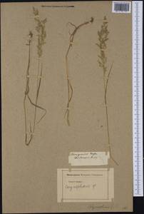 Deschampsia, Western Europe (EUR) (Not classified)