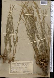 Artemisia persica Boiss., Middle Asia, Pamir & Pamiro-Alai (M2) (Uzbekistan)