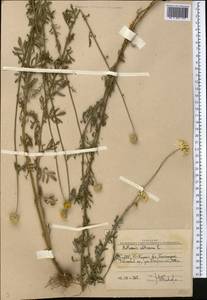 Cota altissima (L.) Gay, Middle Asia, Western Tian Shan & Karatau (M3) (Uzbekistan)