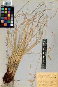 Festuca altaica Trin., Siberia, Baikal & Transbaikal region (S4) (Russia)