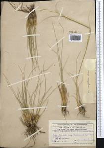 Stipa sareptana A.K.Becker, Middle Asia, Dzungarian Alatau & Tarbagatai (M5) (Kazakhstan)