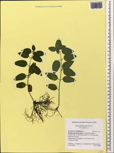 Vinca major subsp. hirsuta (Boiss.) Stearn, Caucasus, Krasnodar Krai & Adygea (K1a) (Russia)