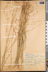 Piptatherum holciforme (M.Bieb.) Roem. & Schult., Middle Asia, Western Tian Shan & Karatau (M3) (Kyrgyzstan)