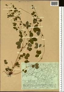 Potentilla centigrana Maxim., Siberia, Russian Far East (S6) (Russia)