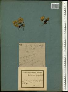 Artemisia frigida Willd., Mongolia (MONG) (Mongolia)