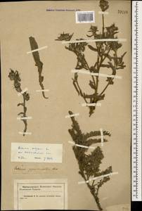 Echium vulgare L., Caucasus, Krasnodar Krai & Adygea (K1a) (Russia)